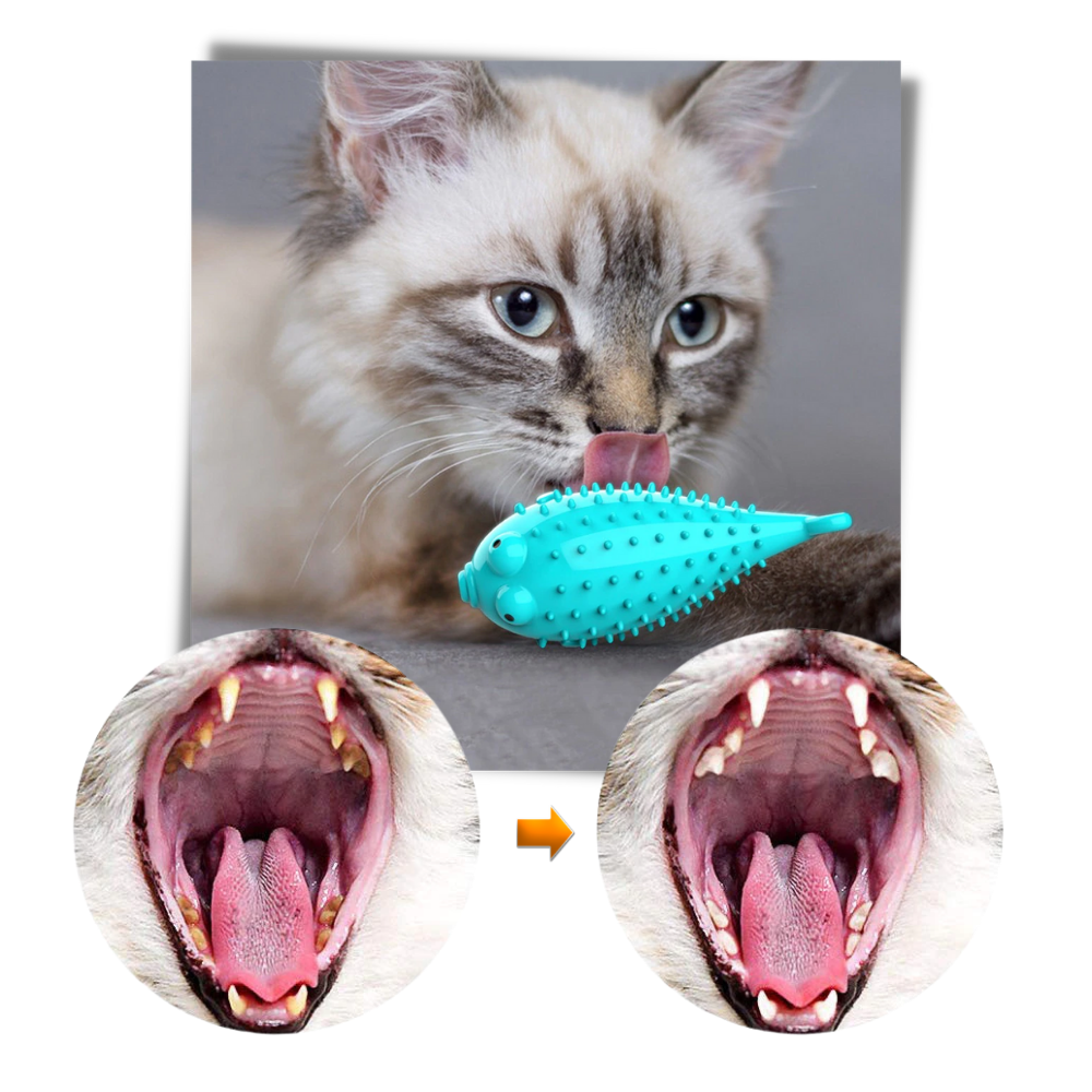 Fish shaped refillable cat toothbrush