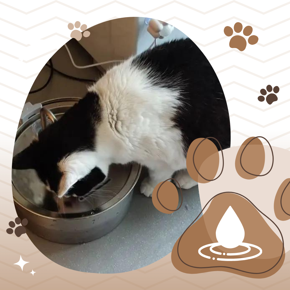 Large Capacity Cat Drinking Fountain
