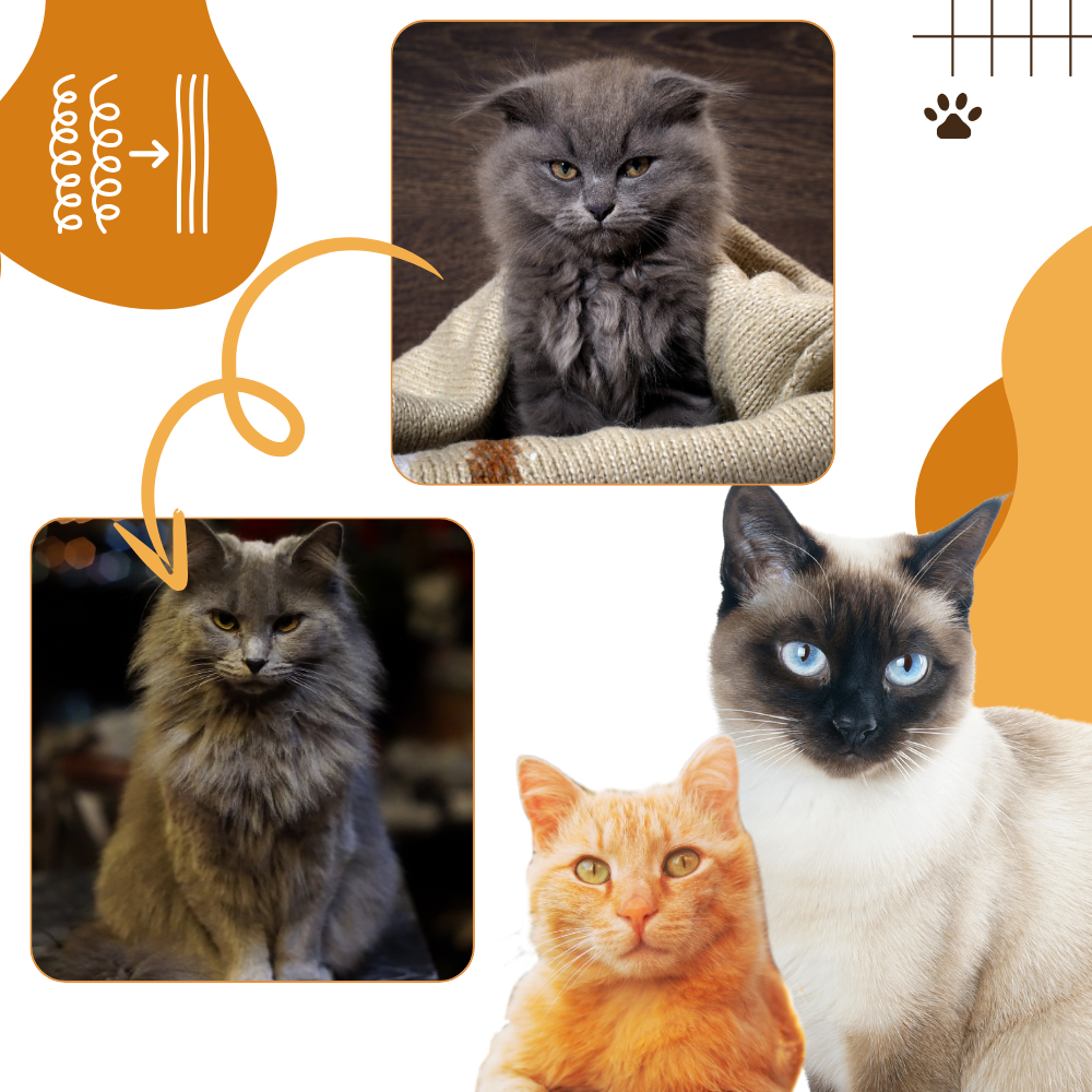 Multi-function Cat Slicker Brush