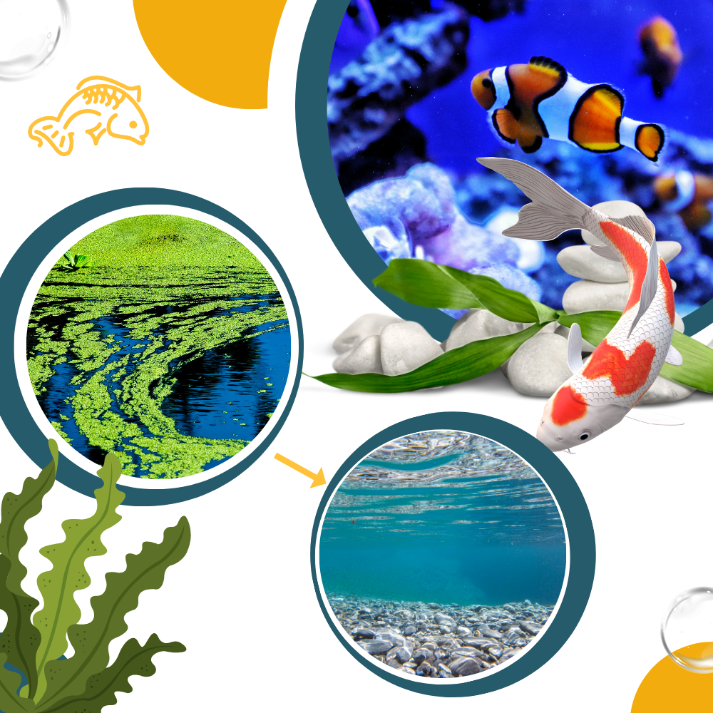 Preventive Aquarium Algaecide
